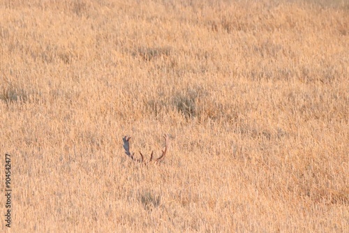 Foto Damwild (Dama dama) im Getreidefeld