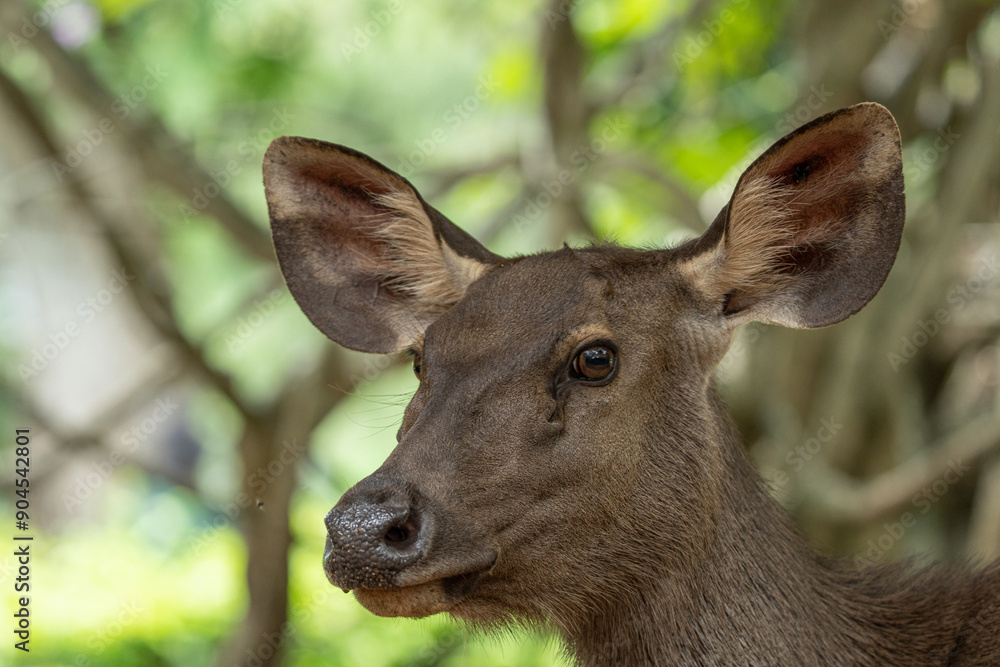 A Deer face with a fly standing on it A Deer face with a fly standing on it