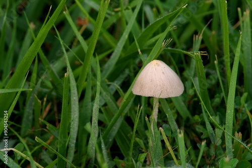 Tokyo, Japan -August 1, 2024: A Conocybe apala or milky conecap in the wet grass photo