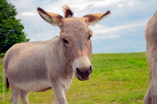 donkey jackass farm animal wide angle gray mammal in green field photo