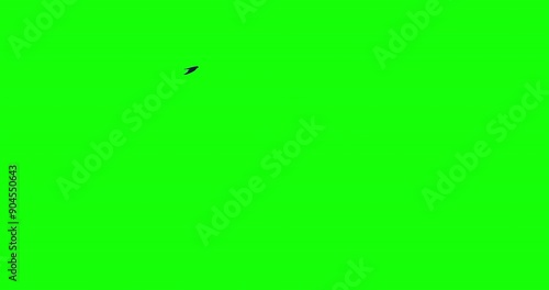 Sand Martin bird flying overhead green screen