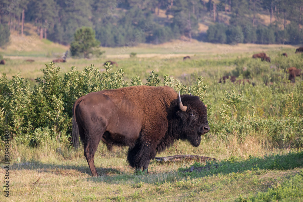 American bison in a meadow American bison in a meadow