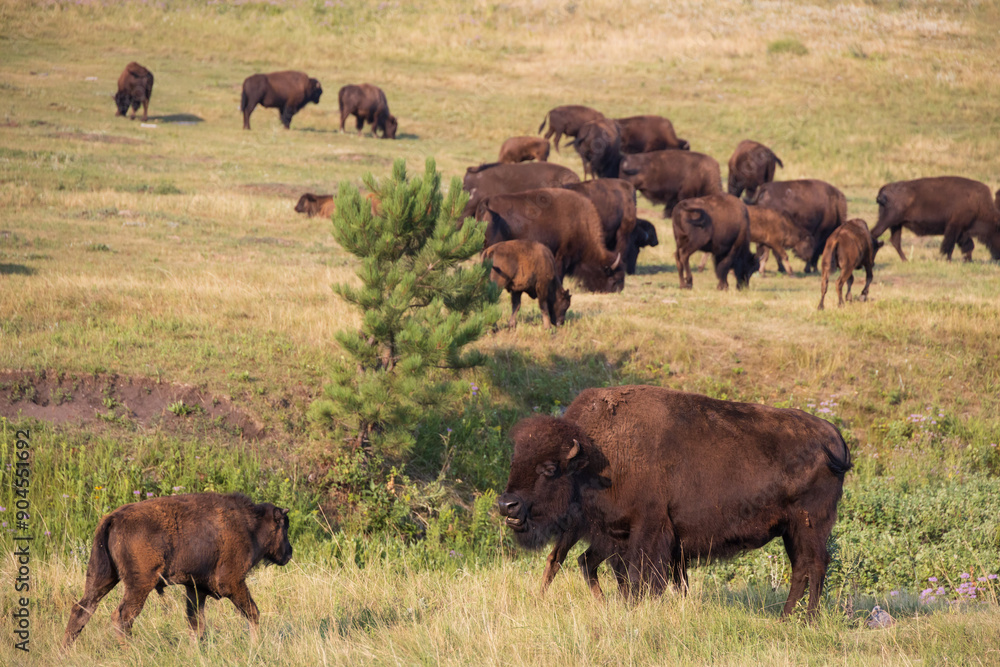 Bison herd grazing in a meadow
Bison herd grazing in a meadow