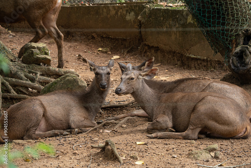 Lovely Brown Deer in the zoo