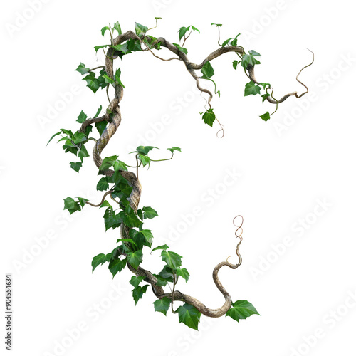 Wild liana jungle vine twisted isolated on a transparent background with clipping path
