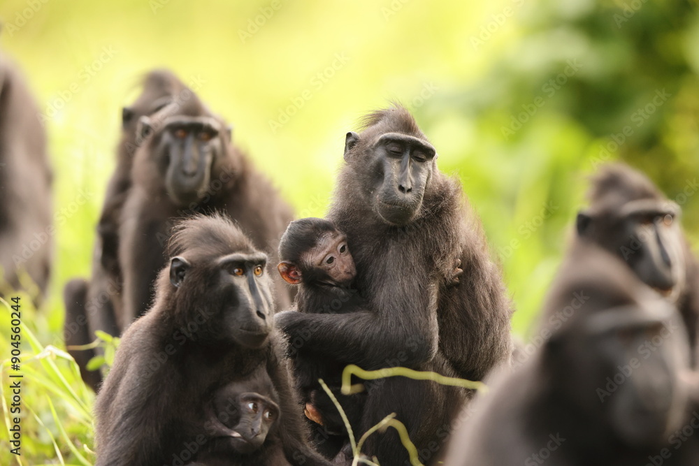 The Celebes crested macaque (Macaca nigra), also known as the crested black macaque, Sulawesi crested macaque, or the black ape, is an Old World monkey in Tangkoko national park, Sulawesi island The Celebes crested macaque (Macaca nigra), also known as the crested black macaque, Sulawesi crested macaque, or the black ape, is an Old World monkey in Tangkoko national park, Sulawesi island