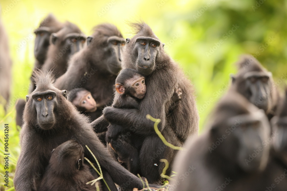 The Celebes crested macaque (Macaca nigra), also known as the crested black macaque, Sulawesi crested macaque, or the black ape, is an Old World monkey in Tangkoko national park, Sulawesi island The Celebes crested macaque (Macaca nigra), also known as the crested black macaque, Sulawesi crested macaque, or the black ape, is an Old World monkey in Tangkoko national park, Sulawesi island