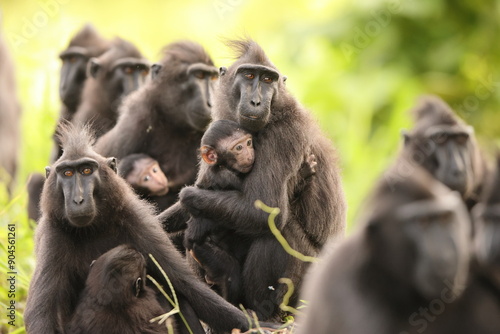 The Celebes crested macaque (Macaca nigra), also known as the crested black macaque, Sulawesi crested macaque, or the black ape, is an Old World monkey in Tangkoko national park, Sulawesi island photo