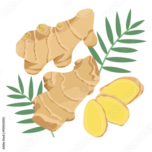 Fresh Ginger, Ginger Root, Rhizome, Family Zingiberaceae, Whole, Slices, Leaves, Hand Drawn Vector Illustration Isolated 