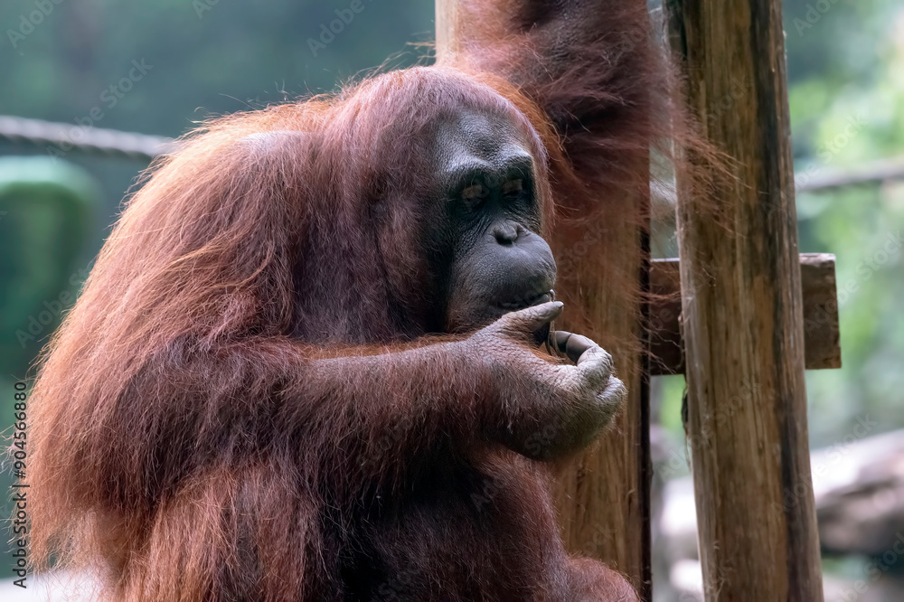 Close up borneo orangutan in a safari park Close up borneo orangutan in a safari park