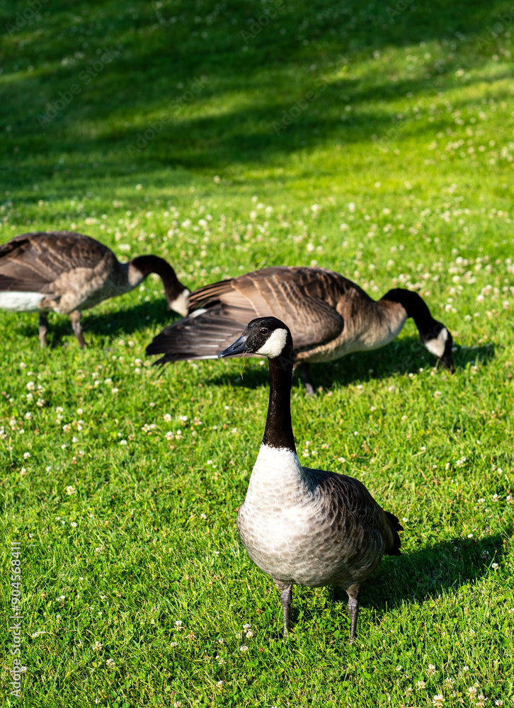Grazing geese Grazing geese