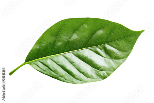 Green leaf isolated on a transparent png