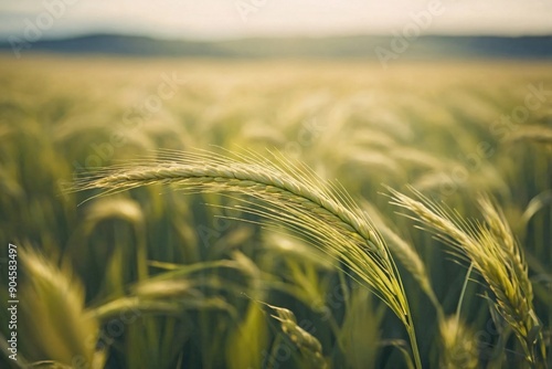 Barley Field Close-Up: A field of barley with softly blurred background elements. photo