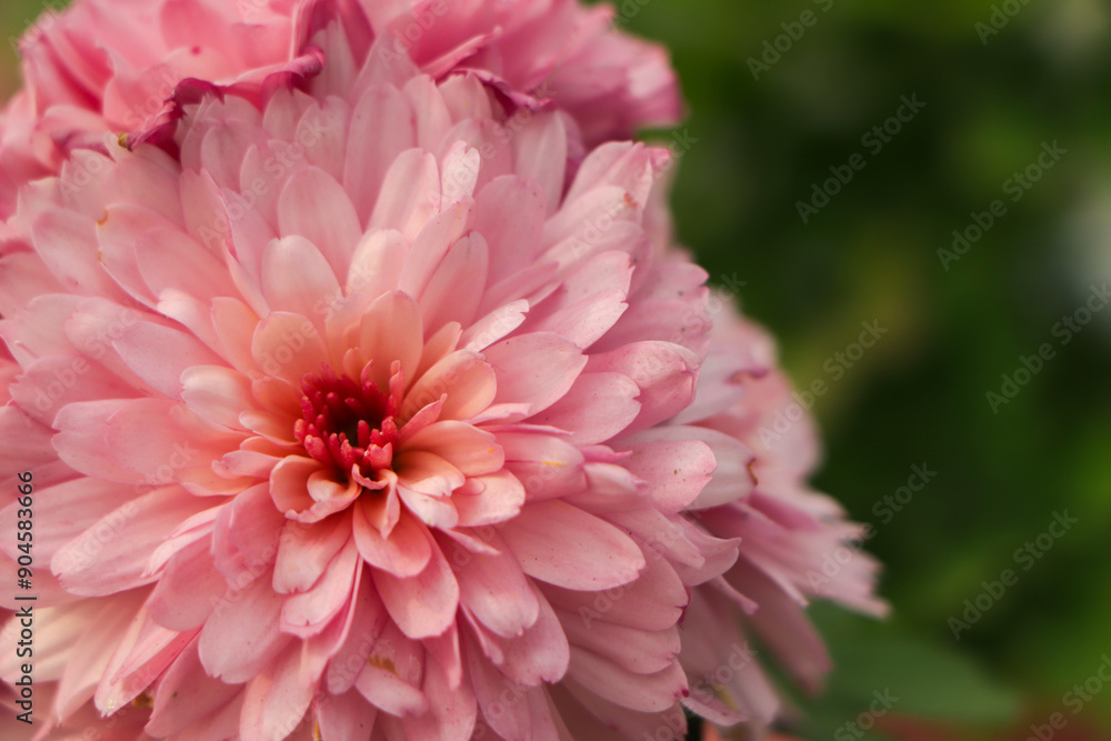 pink chrysanthemum flower closeup with copy space pink chrysanthemum flower closeup with copy space