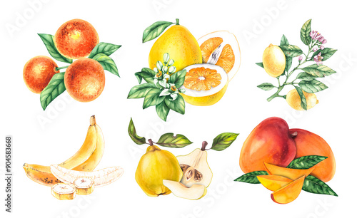 Watercolor hand drawn fruit set. Yellow-orange fruits lemon, pomelo, tangerine, banana, quince, mango. Hand drawn fruits for packaging design, products, cards, invitations, etc.
