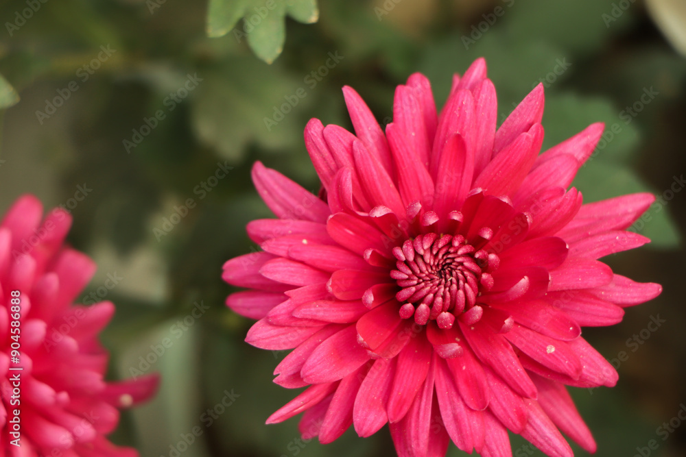 Chrysanthemum flower closeup with copy space for text Chrysanthemum flower closeup with copy space for text