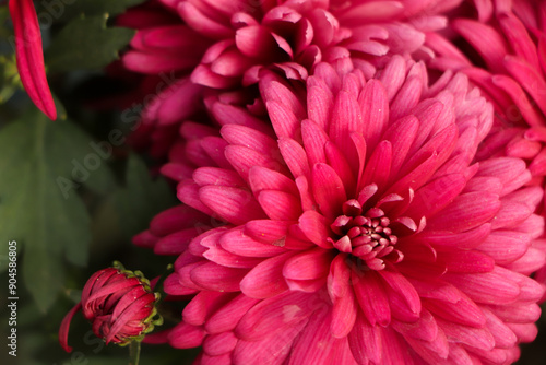 Closeup of pink chrysanthemum flower in the garden