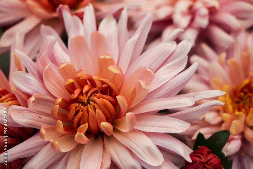 Closeup of pink chrysanthemum flower Closeup of pink chrysanthemum flower