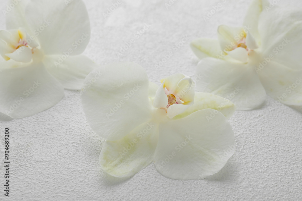 Beautiful orchid flowers on white textured surface, closeup Beautiful orchid flowers on white textured surface, closeup