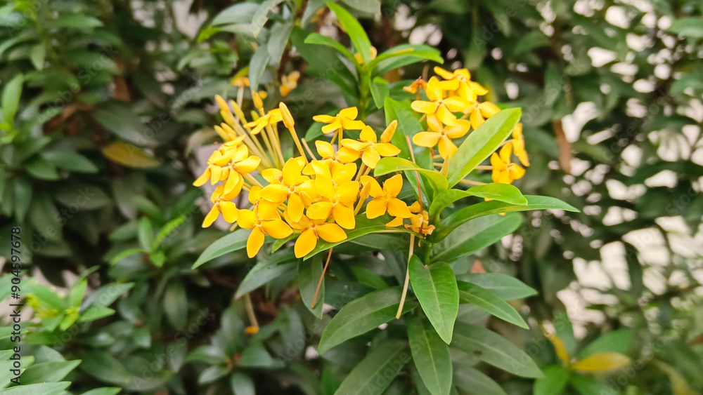 Fototapeta premium Yellow flowers bloom beautifully