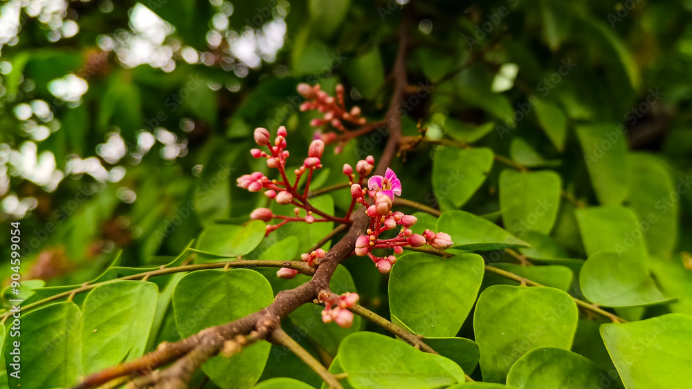 Small pink flowers that have not yet bloomed Small pink flowers that have not yet bloomed