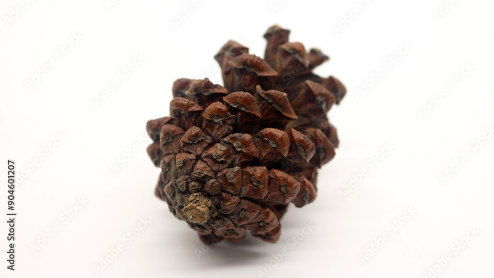 Close up of dried pine flowers isolated Close up of dried pine flowers isolated