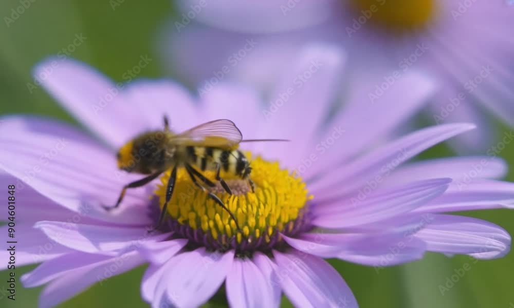 Bee, Flying on Flowers. closeup view. Slow-motion. purple violet daisy flowers Bee, Flying on Flowers. closeup view. Slow-motion. purple violet daisy flowers