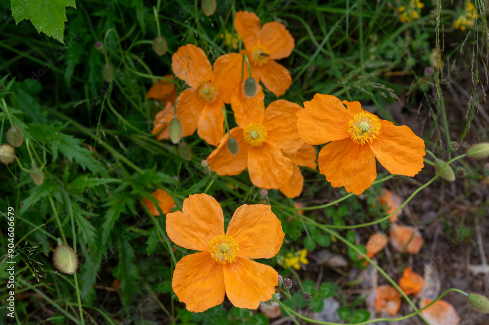 orange poppy flowers in the grass