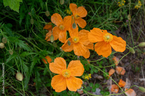 Obraz na płótnie orange poppy flowers in the grass w salonie