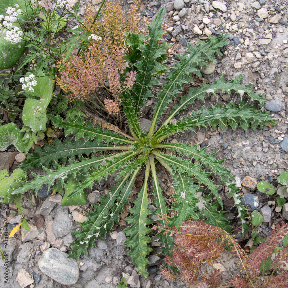 aloe vera plant
