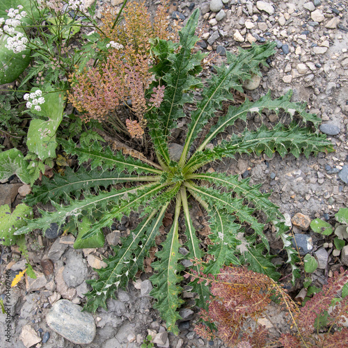 Obraz na płótnie aloe vera plant w salonie