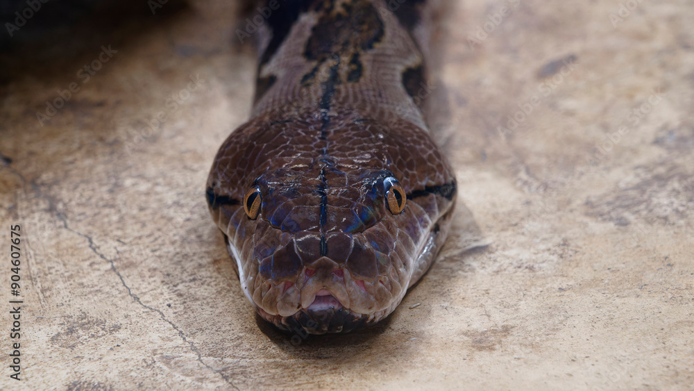 les yeux du serpent les yeux du serpent