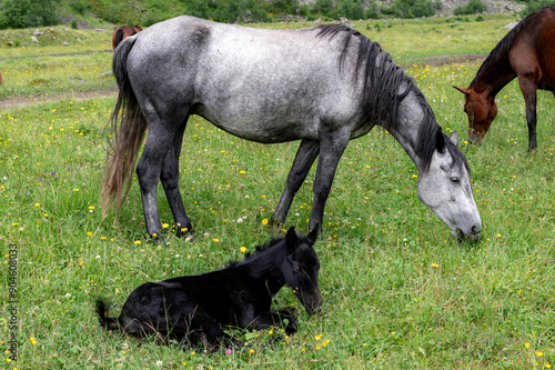 Obraz na płótnie two horses grazing w salonie
