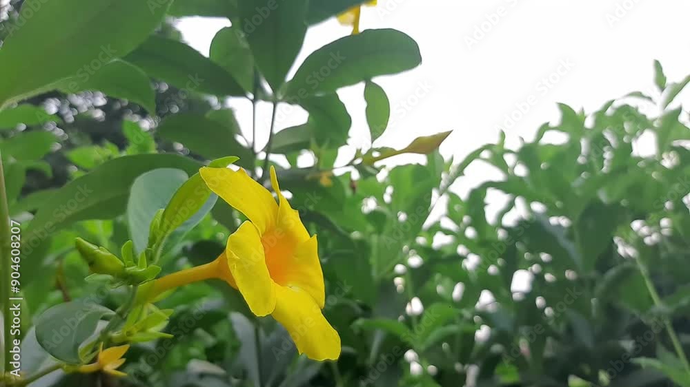 Alamanda, Allamanda cathartica, an ornamental plant is also known as the golden trumpet flower or buttercup flower Alamanda, Allamanda cathartica, an ornamental plant is also known as the golden trumpet flower or buttercup flower