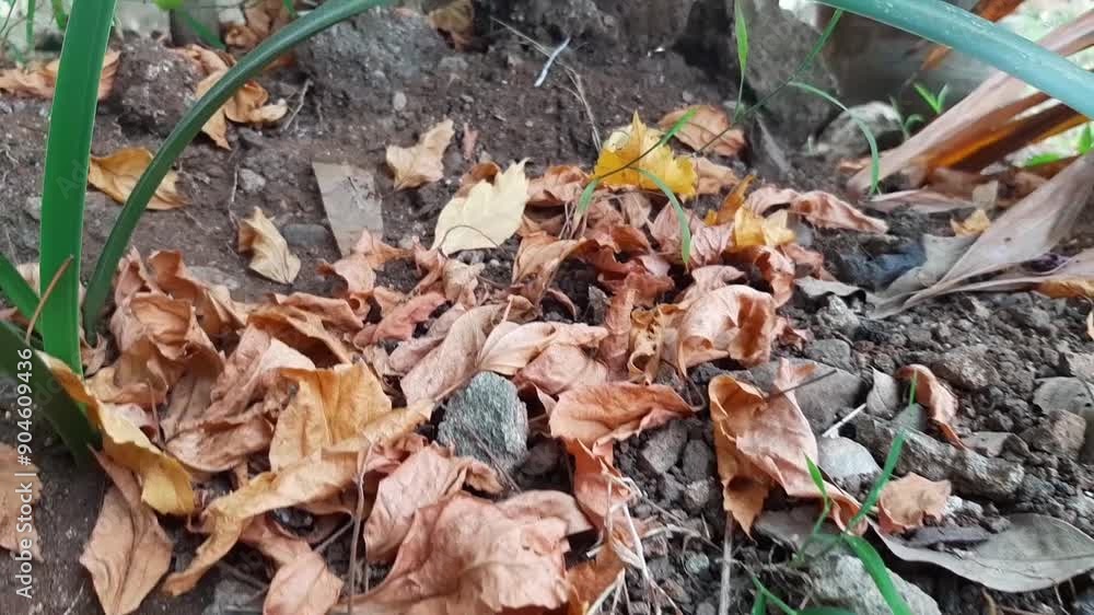 leaves that start to dry and wither leaves that start to dry and wither