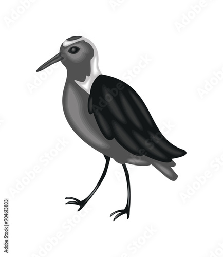 spur winged plover bird