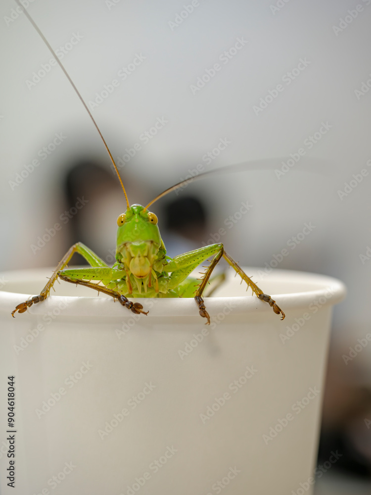 Fototapeta premium 紙コップから顔を出すキリギリス