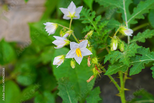 Carolina horsenettle flowers with it's leaves, Scientific name - Solanum carolinense
 photo