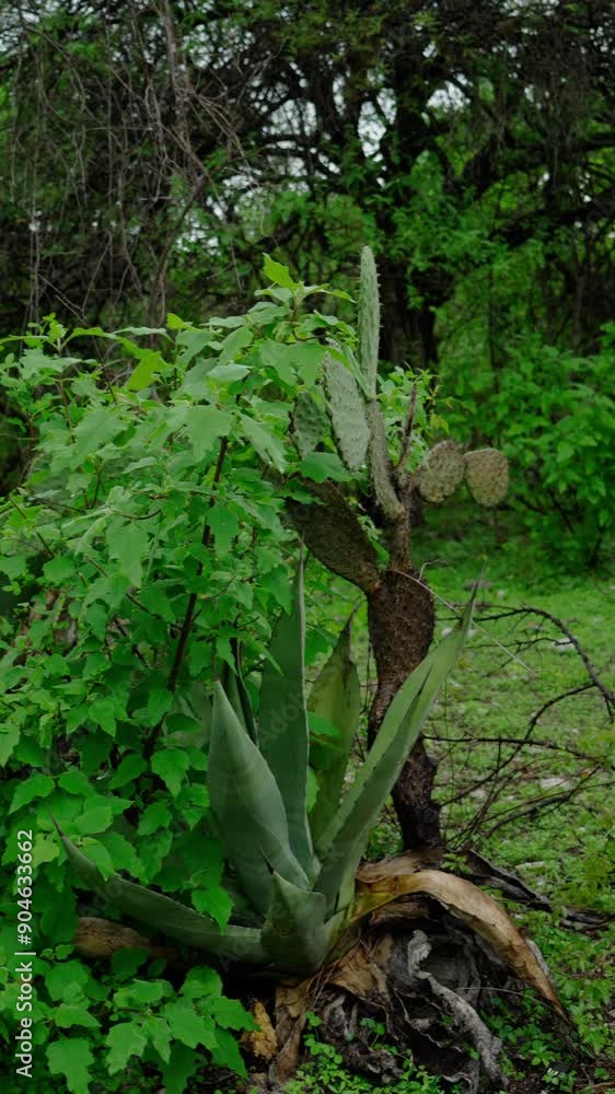 Vertical video, matorral in rainy season Vertical video, matorral in rainy season