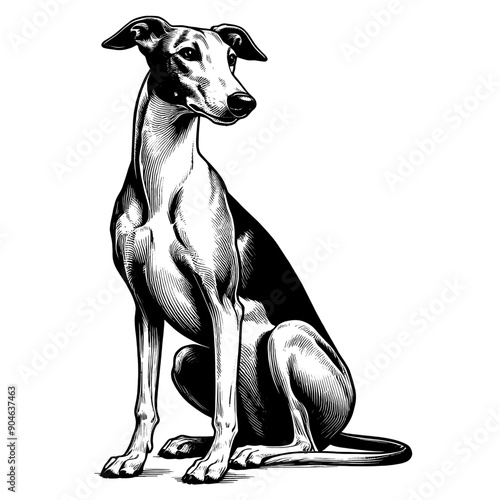 Hand drawn Cute Greyhound dog in full-body, vector sketch isolated on white background.	
