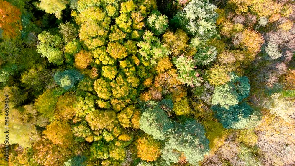 Aerial rotating top-down view of autumn forest with green and yellow trees on a bright sunny day. Mixed deciduous and coniferous forest. Beautiful fall scenery in Vilnius city, Lithuania Aerial rotating top-down view of autumn forest with green and yellow trees on a bright sunny day. Mixed deciduous and coniferous forest. Beautiful fall scenery in Vilnius city, Lithuania