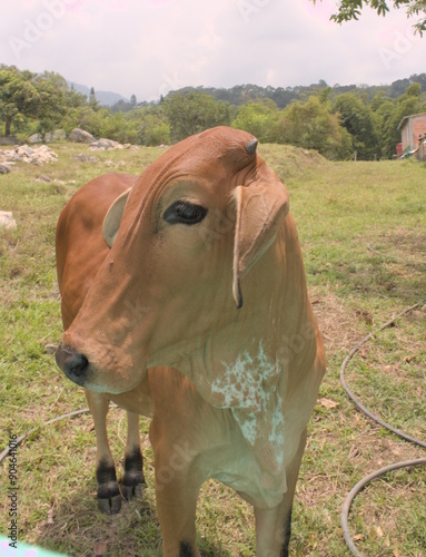 Brown calf in a green field with mountains and vegetation in the background.