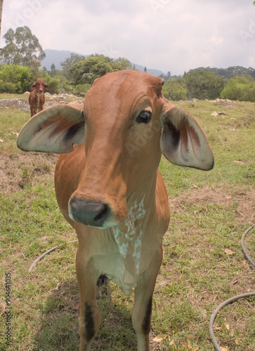 Brown calf in close-up in a green field with mountains and vegetation in the background.