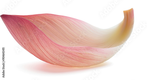 Pink Lotus Petal