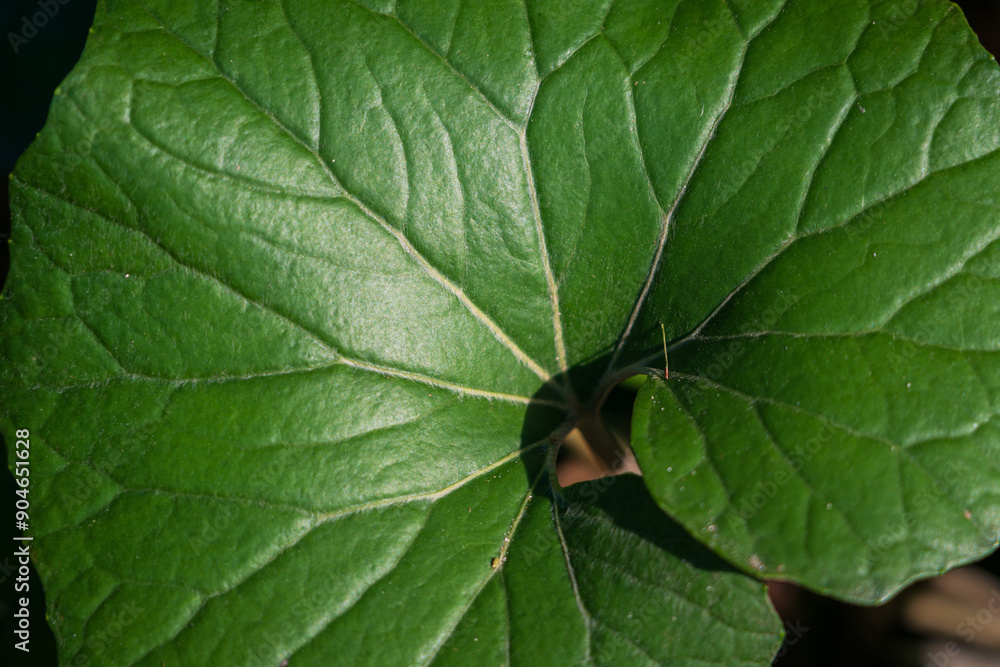 Macro Close-up of Green Leaf Veins Macro Close-up of Green Leaf Veins