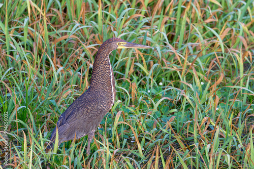 Juvenile Tiger heron foraging in the marshes. photo