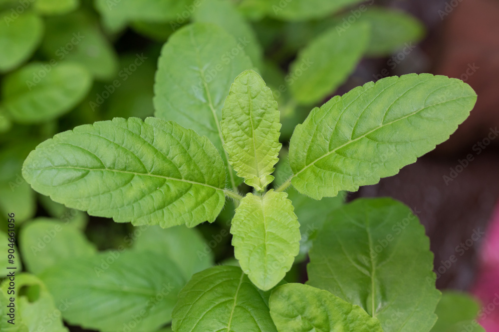 close up green holy basil in organic farm close up green holy basil in organic farm