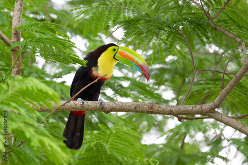 Keel billed toucan on a branch