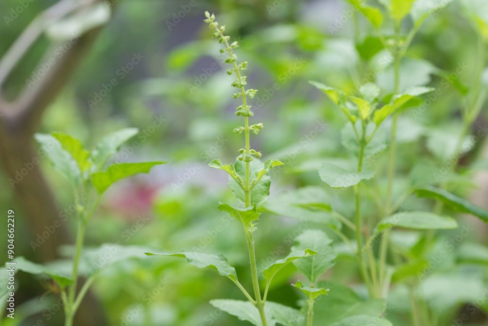 close up green holy basil in organic farm close up green holy basil in organic farm