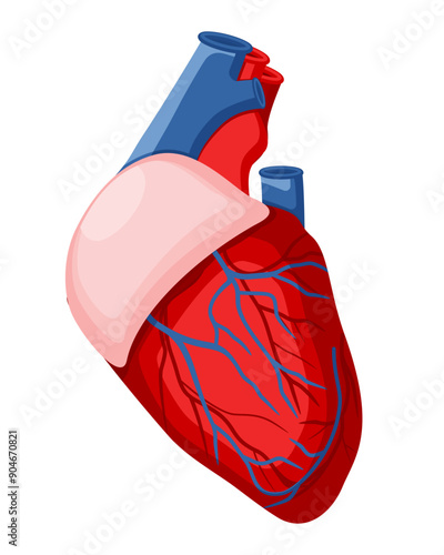 Human heart model showcases heart overall shape, major blood vessels, Internal organ physiology. Flat design